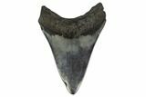3.71" Fossil Megalodon Tooth - South Carolina - #130839-2